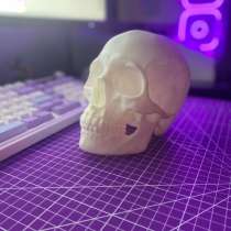 Череп Анатомический 1:2, в Москве