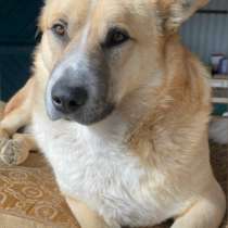 Потерялся кабель по имени джомбик атомановский район, в Чите