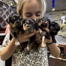 Продаю щенков йоркширский терьер, в Волгограде