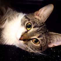 Ниагара мечтает о домашнем уюте, в Москве