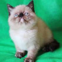 Экзотическая плюшевая малышка сил-поинт, в Москве