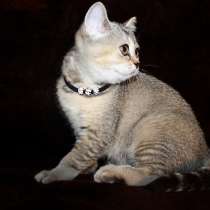 Роскошная британочка, в Санкт-Петербурге