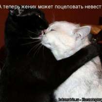 Подарю бесплатно кота, в Иркутске