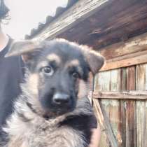 Продам щенка Немецкой овчарки, в Новосибирске