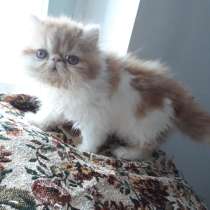 Персидский котёнок, в Москве