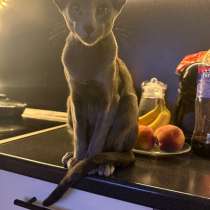 Кот для Вязки, в Санкт-Петербурге