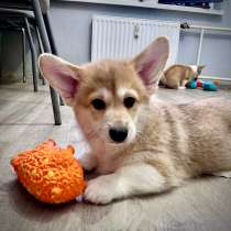 Вельш Корги Пемброк, в Санкт-Петербурге