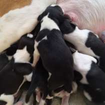 Щенки Пегой Русской Гончей, в г.Гамбург