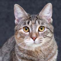 Серая полосатая ласковая котёнок Тея в дар, в Москве