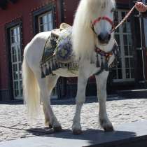 Белый пони, в г.Алматы