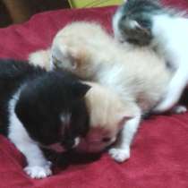 Отдам 4 котенка беленький черненький и 2 рыжика рожд 5 марта, в г.Тарту