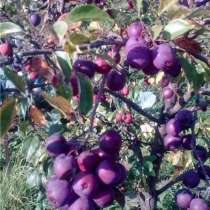 Саженцы яблонь китайка Керр и плакучая форма, в Москве