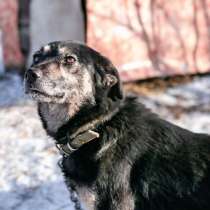 Ласковое солнышко Агата, добрейшая в мире собака в дар, в Санкт-Петербурге