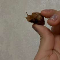 Улитки Ахатины ищем семей❤️, в Москве