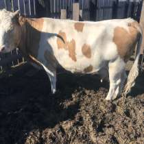 Продам дойную корову, в Белогорске
