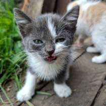 Котята, в Тюмени