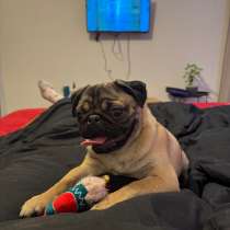 Мопс щенок девочка, в Краснодаре