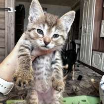 Животные, в Гагарине