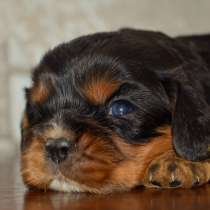 Щенки кавалер кинг чарльз спаниель, в Санкт-Петербурге