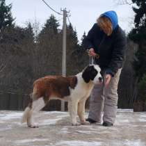 Продаются щенки сенбернара, в Москве