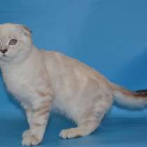 Голубоглазый вислоух, в Москве