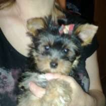 Очаровательная девочка йорк, в Москве