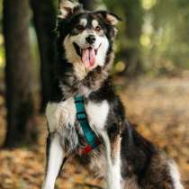 Метис маламута Берт в поисках лучшей семьи, в Москве