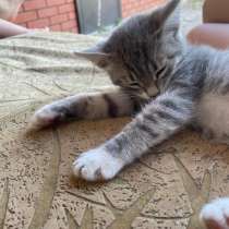 Котёнок, в Кумертау