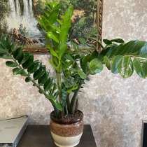 Замиакулькус, в Челябинске