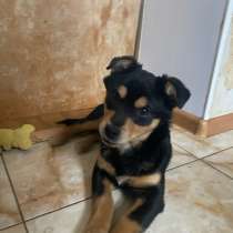 Отдам щенка в добрые руки, в Георгиевске