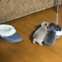 Продаются щенки породы чихухуа, в Москве