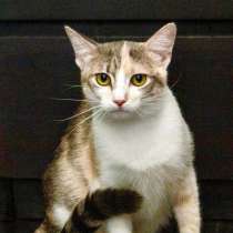 Трехцветная кошка Изюминка в добрые руки, в Москве