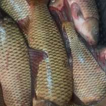 Живая рыба оптом, в Приморско-Ахтарске