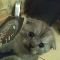 Троя вислоухих шотландских котят ищут хозяев, в Санкт-Петербурге