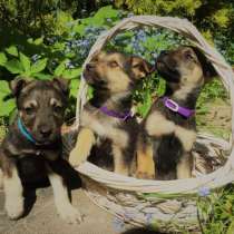 Щенки Роло, Дина и Лана ищут хозяев, в Москве