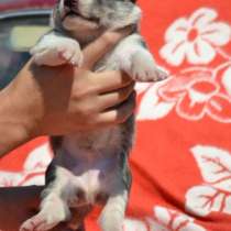 Предлагаются на продажу верные щенки западно-сибирской лайки от элитных родителей, в г.Минск