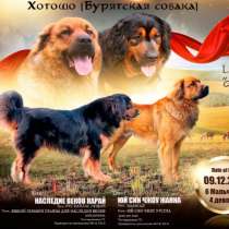 Щенки хотошо(бурятская собака), в Иркутске