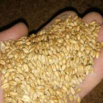 Пшеница, в Туле