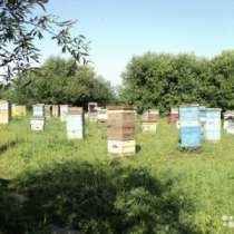 Пчелы, в Владимире