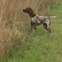 Куцхар чистокровный доки РФ родители чемпионы РФ, в Кизляре