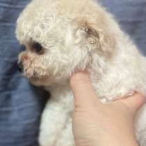 Мальтипу девочка, в Костроме