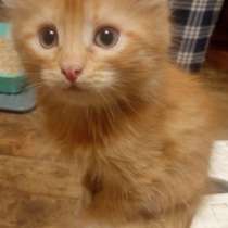 Пушистые котята в добрые руки, в Москве