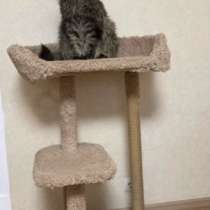 Когтеточка для кошек, в Лениногорске