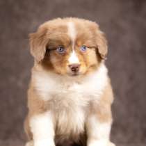 Щенок Миниатюрной Американской Овчарки, в Домодедове