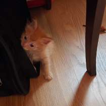 Эня ищет дом, в Москве