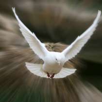 Ремонт Строительство, в Санкт-Петербурге