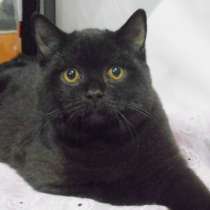 Британский котенок - черный котик, в Москве