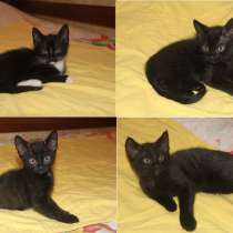 Котята в добрые руки, в Москве