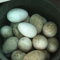 Яйца гусиные для инкубаторов., в Таганроге