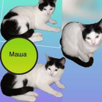 Кошка Маша, в Москве